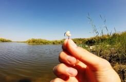 Правильно отваренная перловка — залог богатого улова карасей
