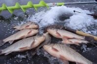 Благодаря какой прикормке карась будет лучше клевать зимой