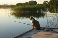 Основные причины плохого клёва карася
