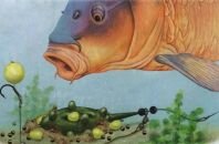 Наживки и приманки для карповой ловли