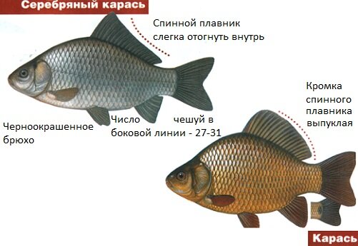 плавник 