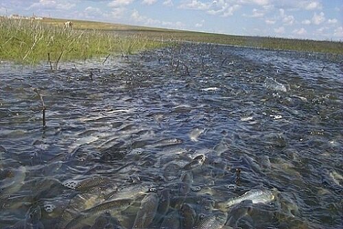 начало нереста у карася