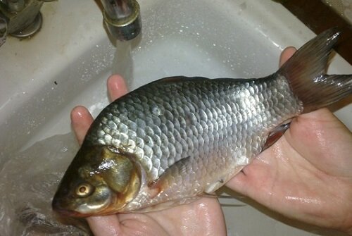 подготовка карася