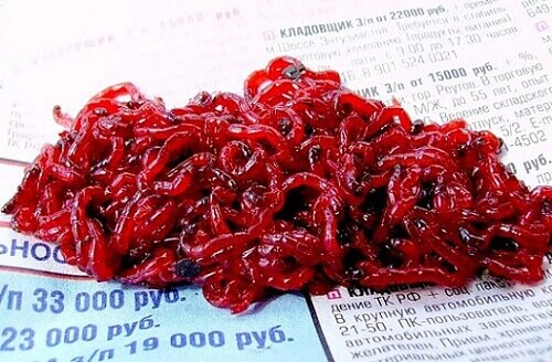 мотыль на рыбалку