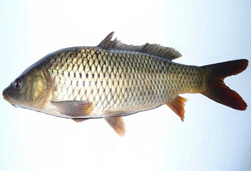 сазан