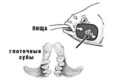зубы у карпа