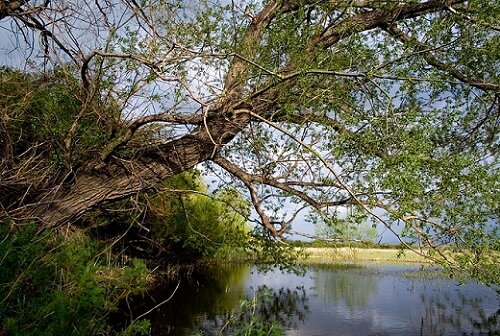 дерево над водой