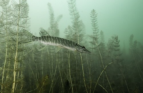 под водой