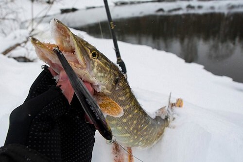 зимой щука